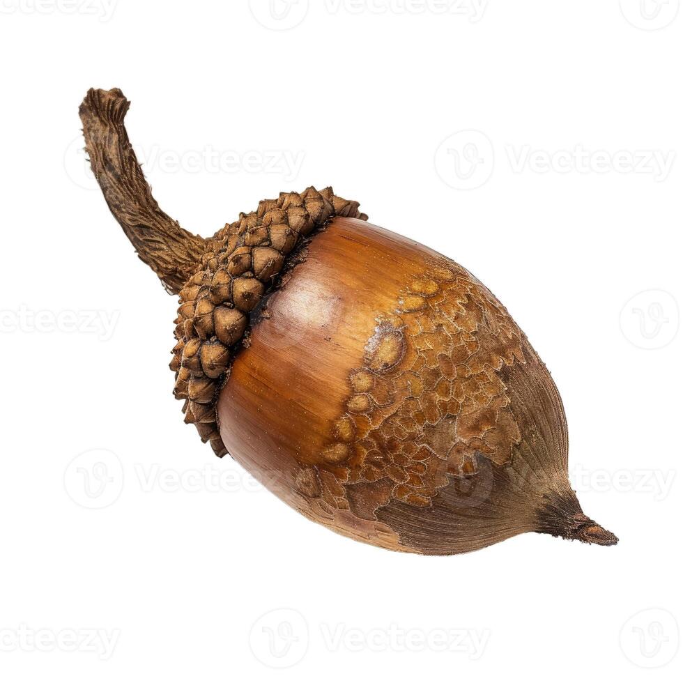 Single acorn laying on its side with a long stem photo