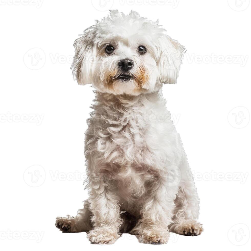 White maltipoo dog sitting and looking curious photo