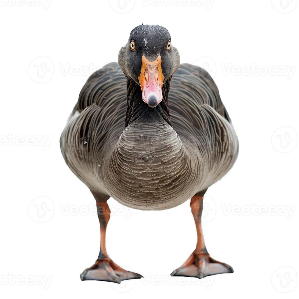 Large greylag goose standing facing forward on white background photo