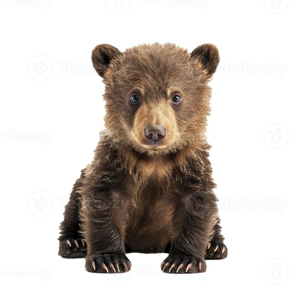 Brown bear cub sitting on white background photo