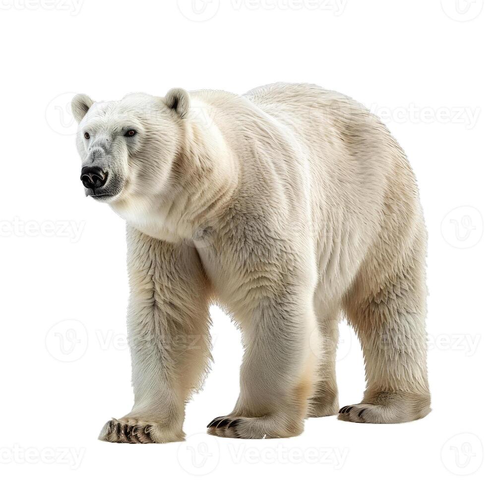 Large male polar bear standing on white background photo