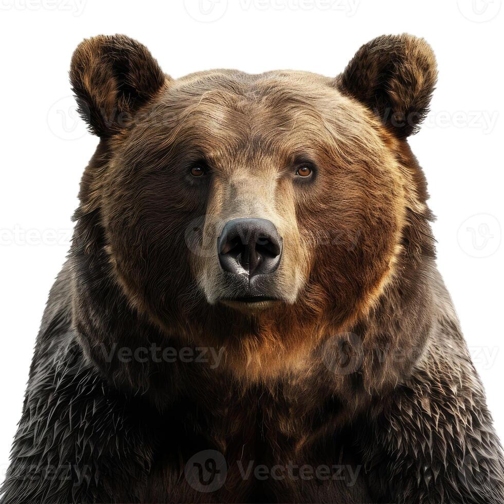 Portrait of majestic brown bear looking directly at viewer photo