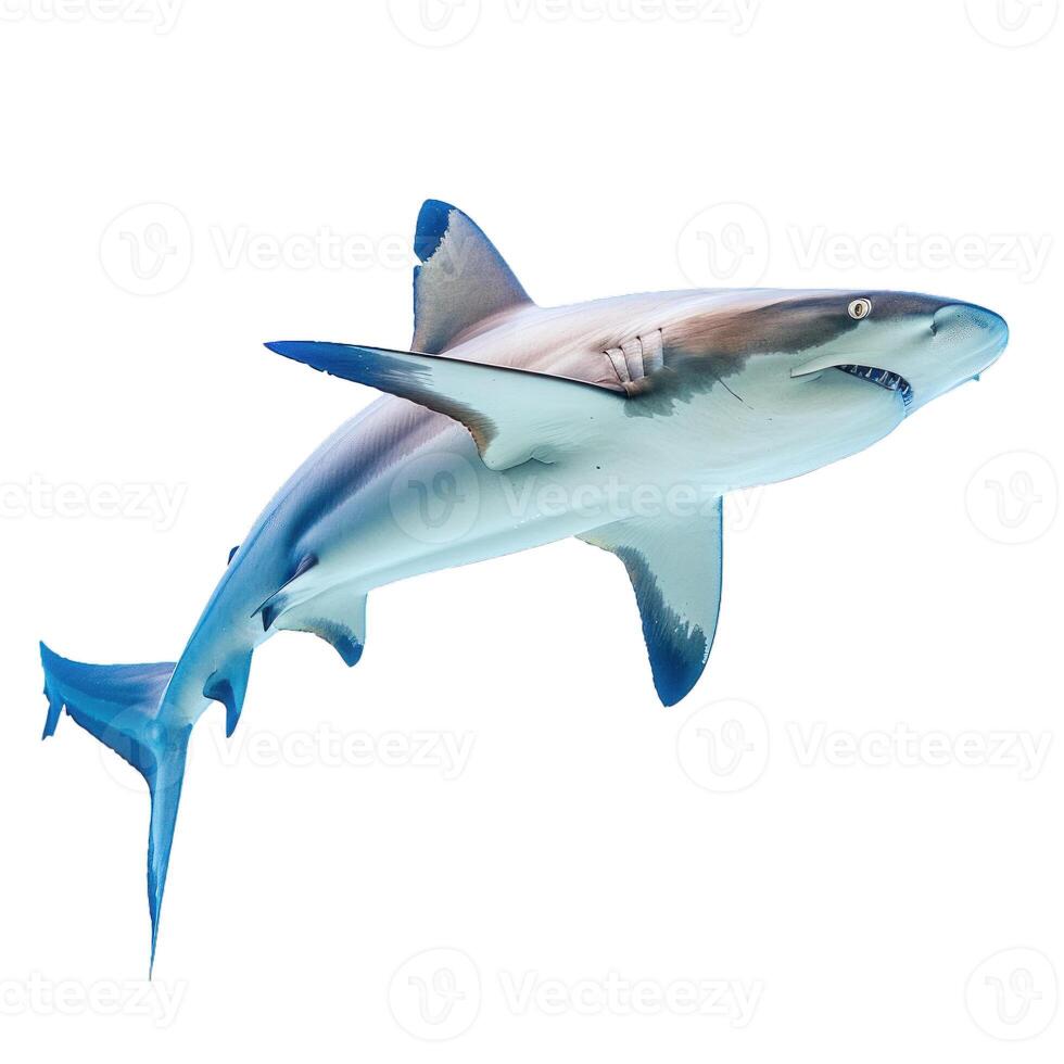Blacktip reef shark swimming on white background photo