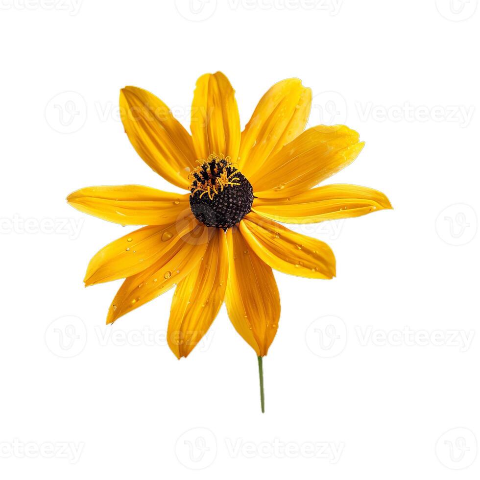 Yellow daisy flower blooming with water droplets photo