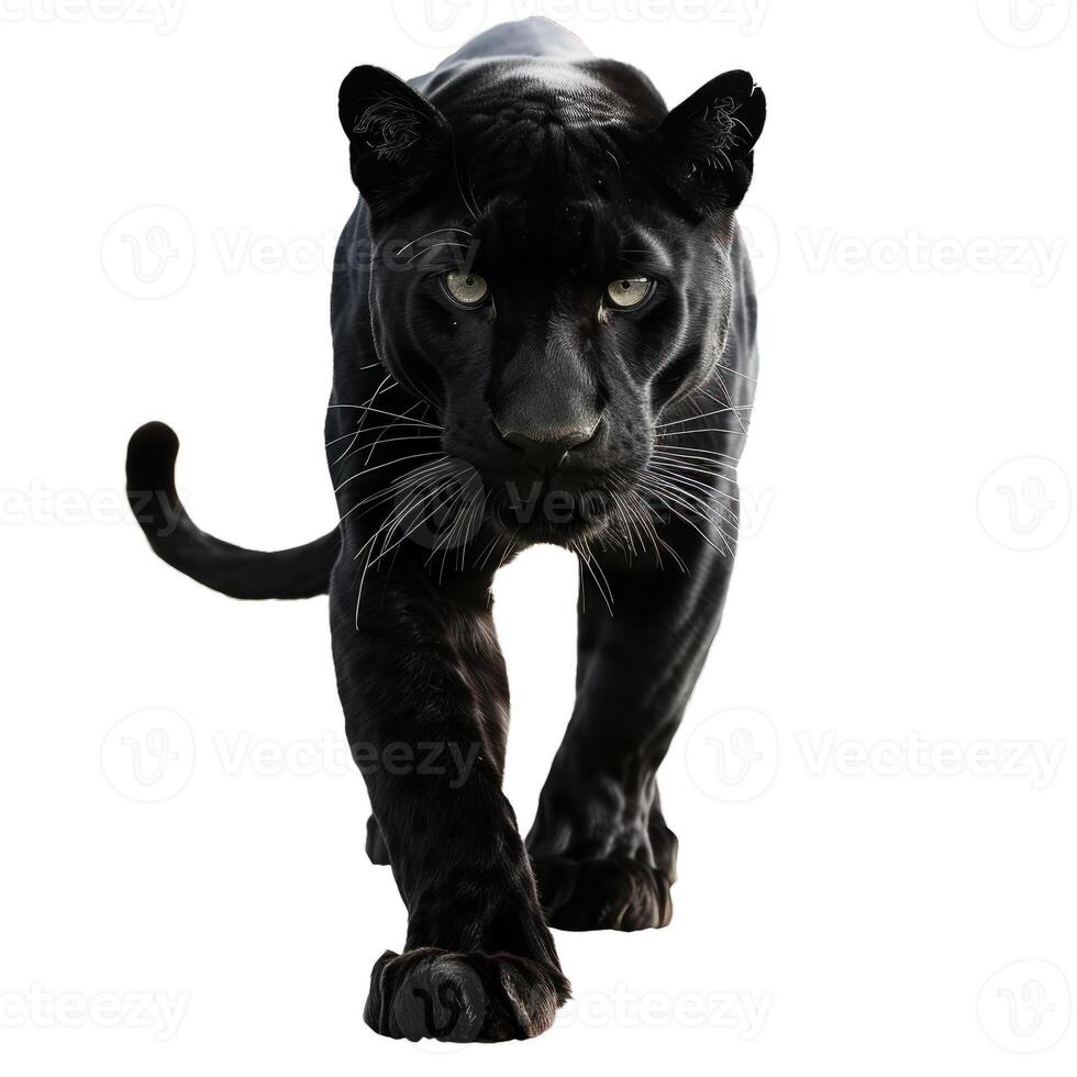 Black panther prowling with intense stare on white background photo