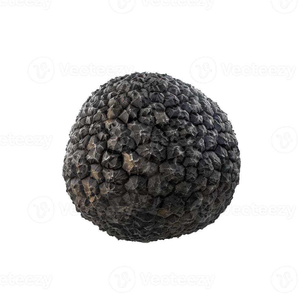 Black truffle mushroom with rough textured skin isolated on white background photo