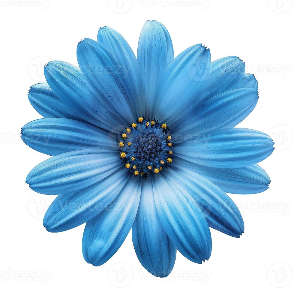 Blue osteospermum flower head isolated on white background photo