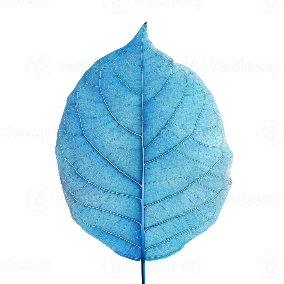 Blue skeleton leaf showing veins structure photo