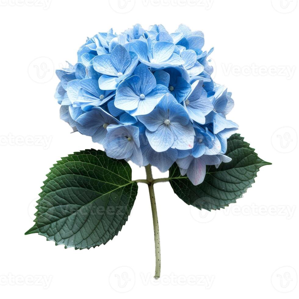 Blue hydrangea flower with green leaves isolated on white background photo