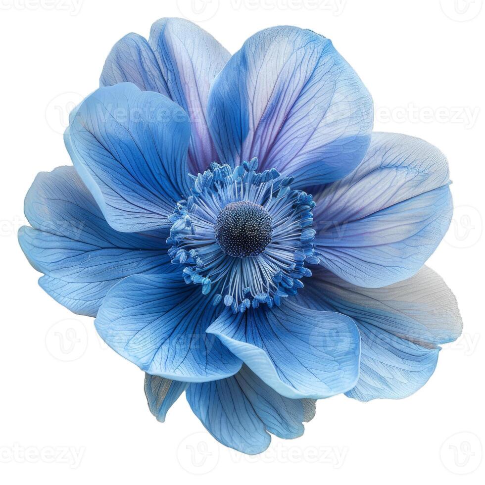 Delicate blue anemone flower blooming on white background photo