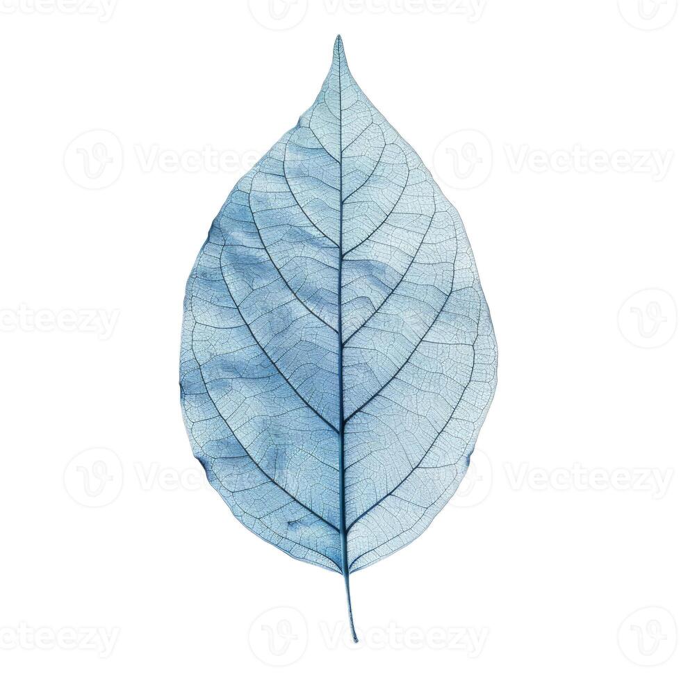 Blue skeleton leaf showing veins and structure on white background photo