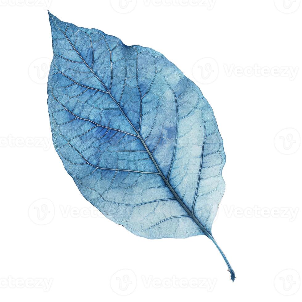 Blue skeleton leaf showing intricate veins on white background photo