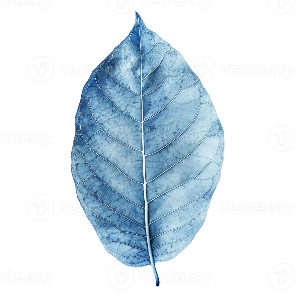 Blue skeleton leaf showing veins and texture photo