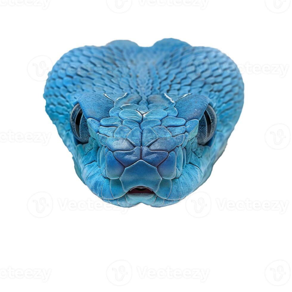 Blue viper snake staring on white background photo
