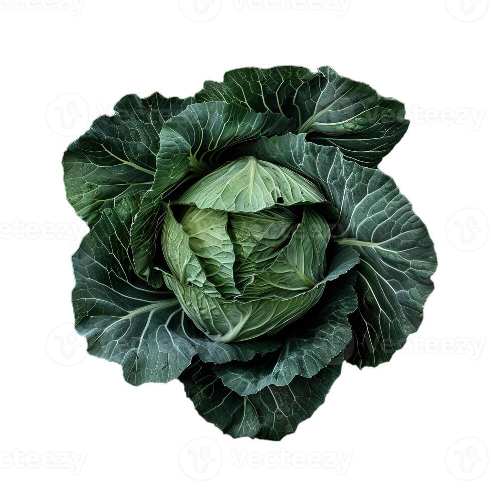 Fresh green cabbage with intricate leaf patterns isolated on white photo