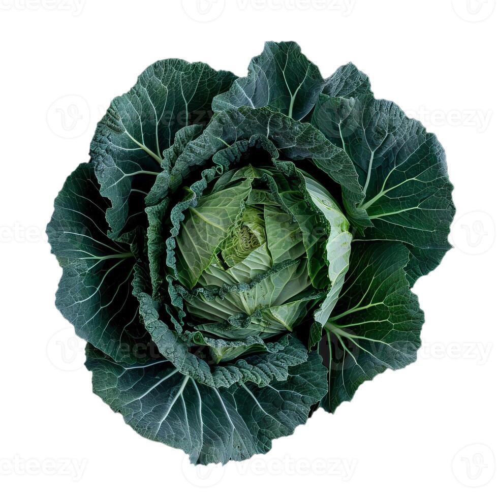 Fresh green cabbage with intricate leaf patterns isolated on white background photo