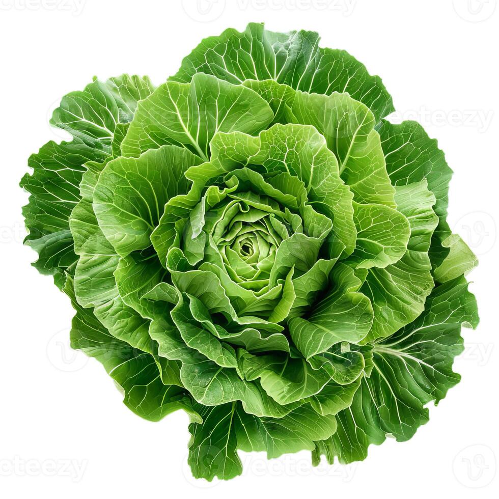 Fresh green cabbage forming a beautiful symmetrical pattern photo