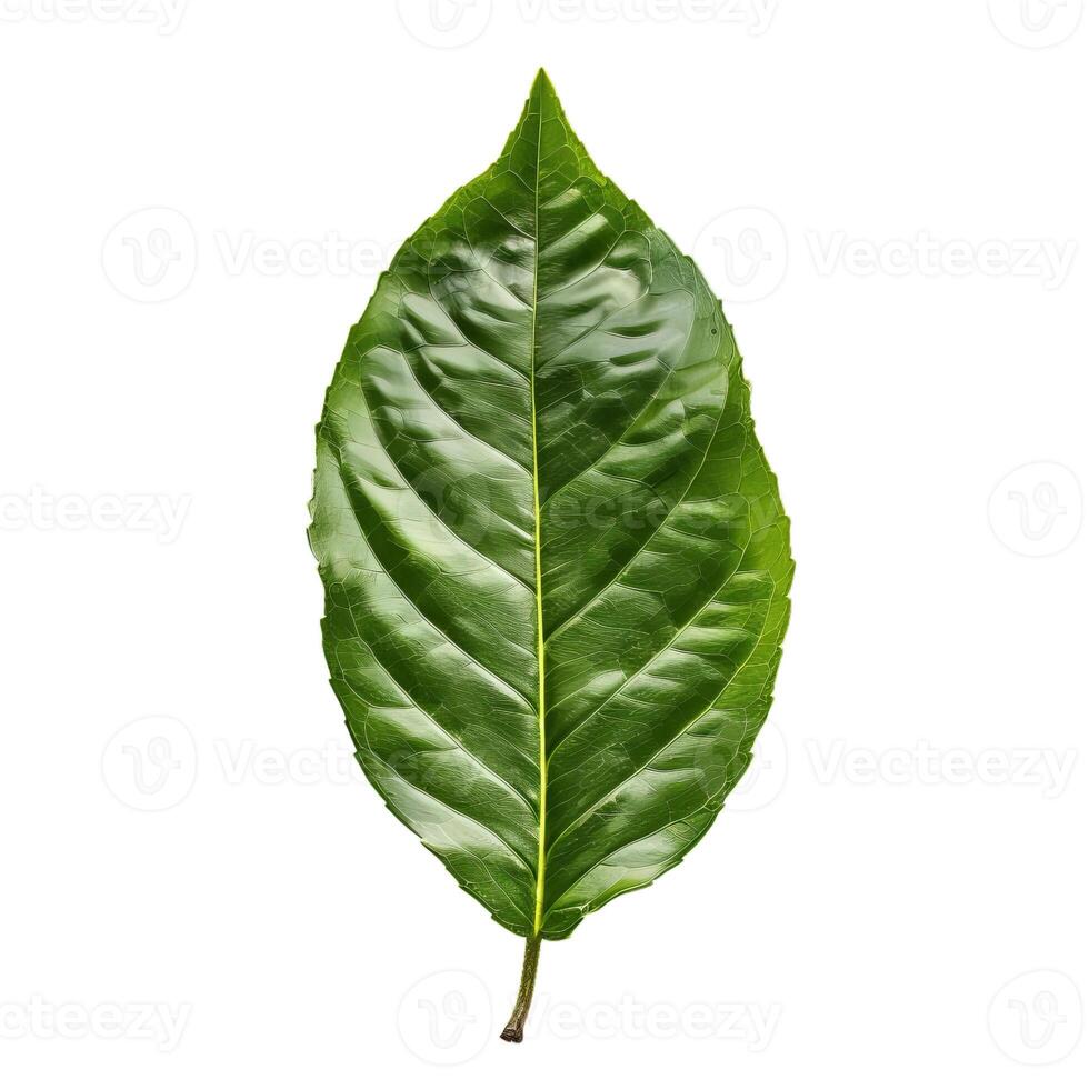 Single green leaf isolated showing veins structure photo