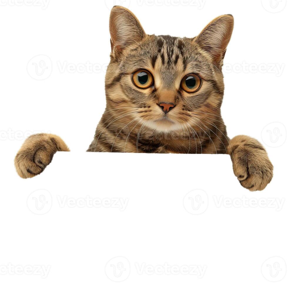 Cat holding sign board showing copy space photo