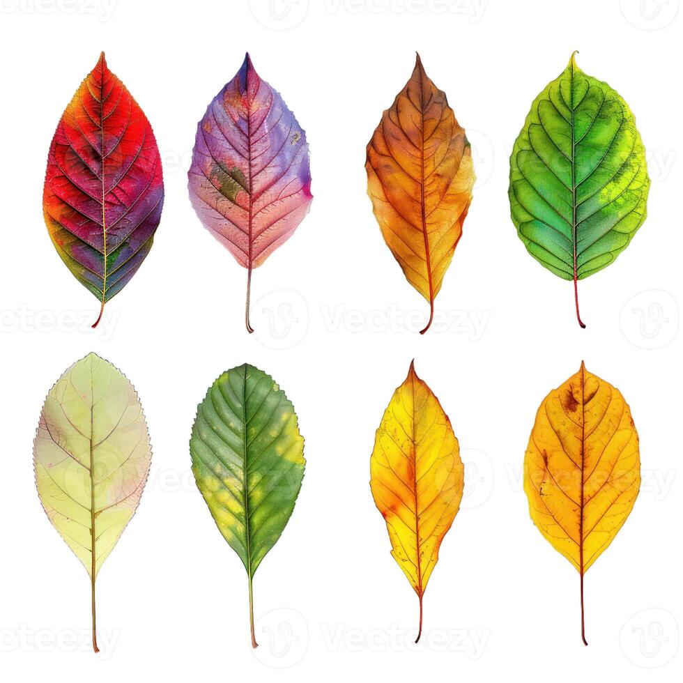 Eight colorful autumn leaves isolated on white background photo