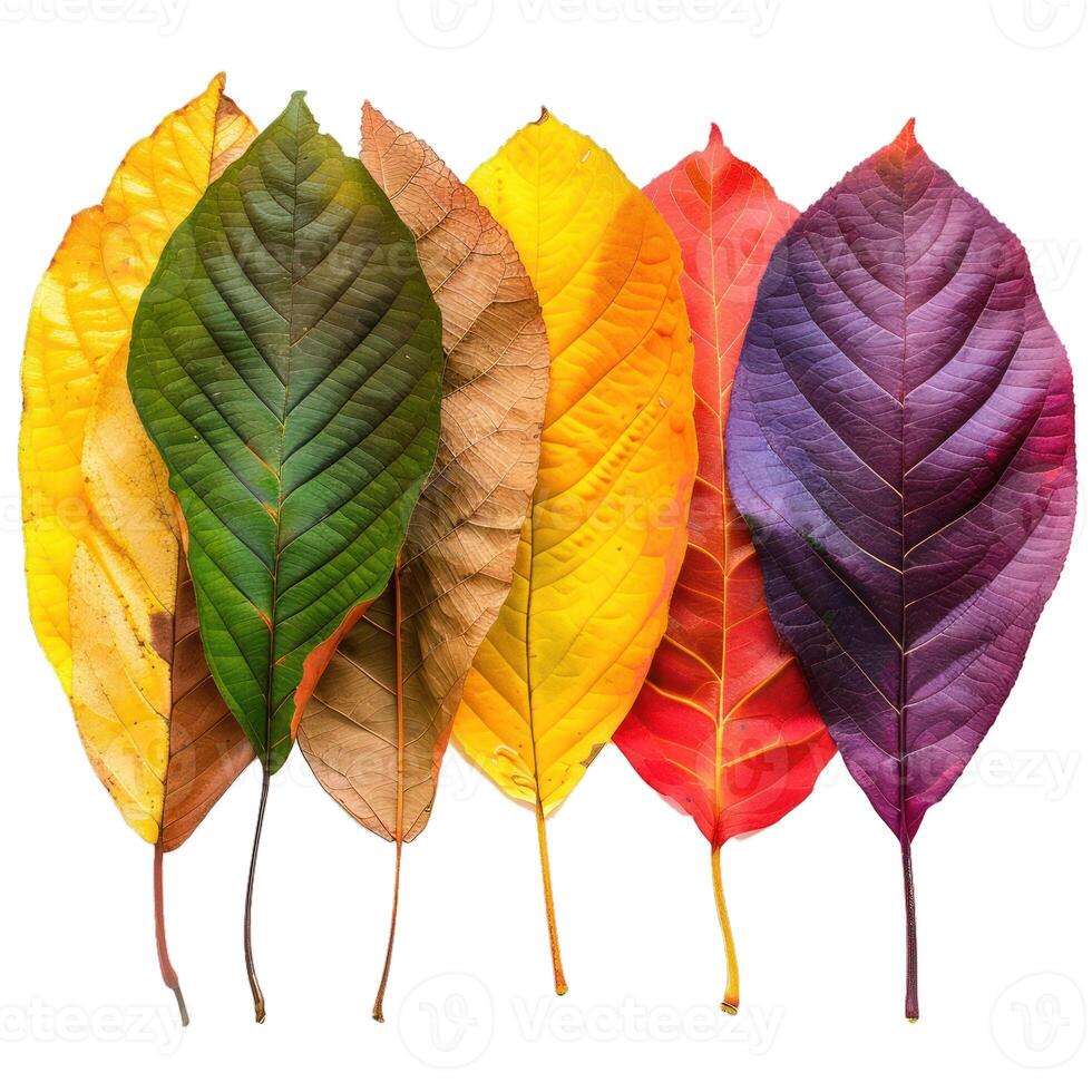 Six colorful autumn leaves showing a gradient of fall colors photo