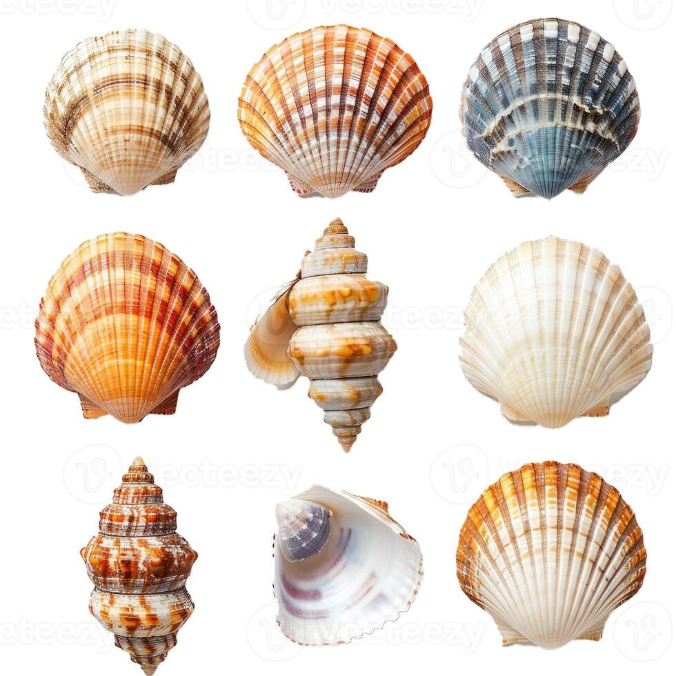 Collection of seashells displaying colorful patterns isolated on white background photo