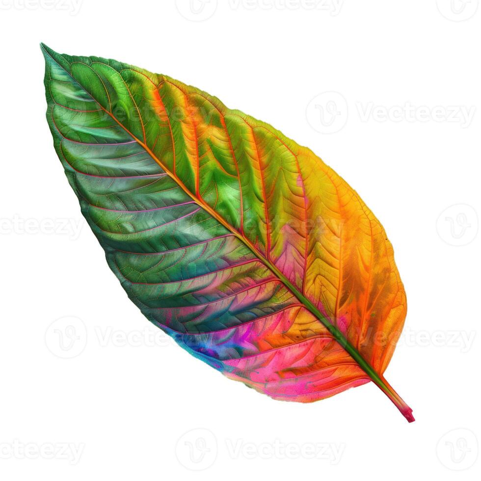 Colorful leaf showing rainbow colors from tip to stem photo