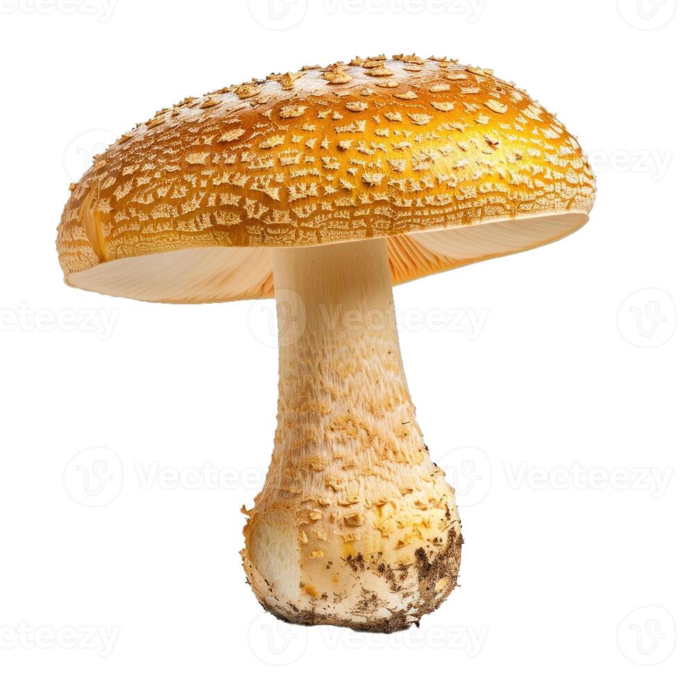 Royal fly agaric mushroom standing tall on white background photo