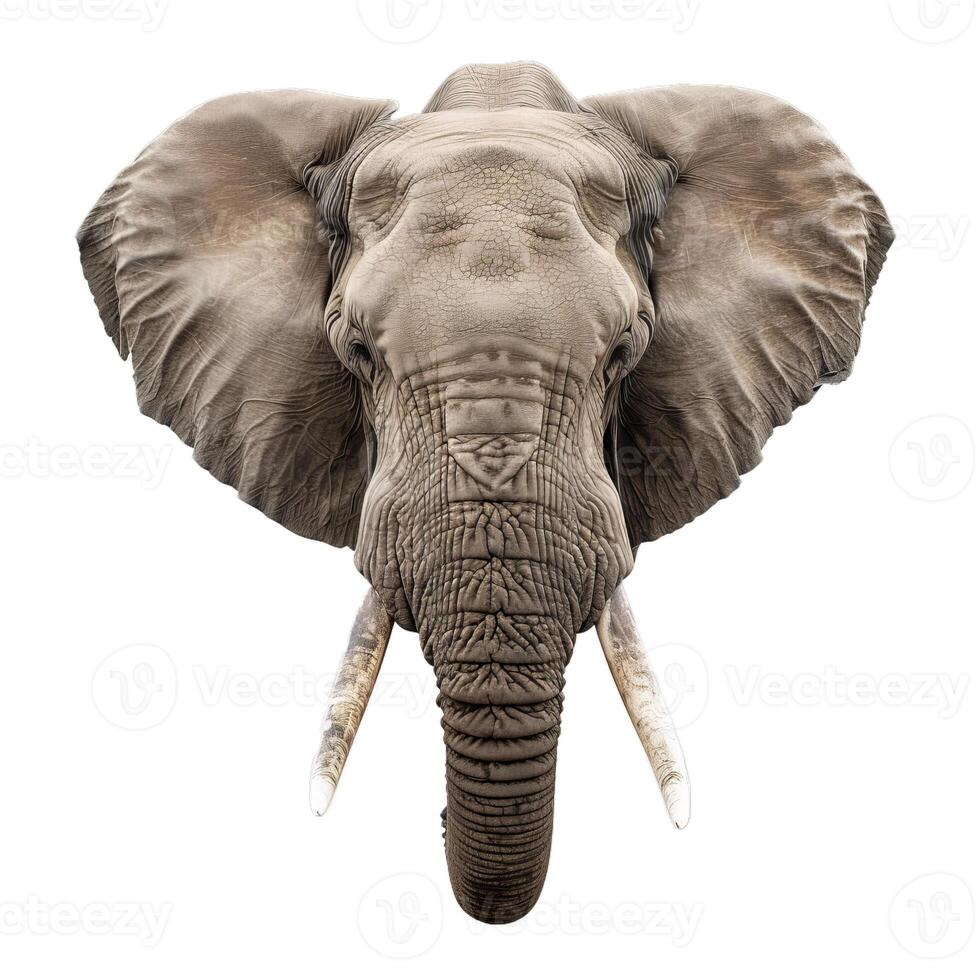 African elephant showing large tusks and trunk isolated on white background photo
