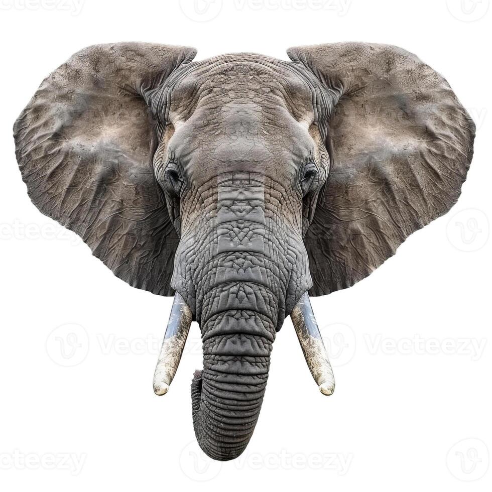 African elephant showing trunk and tusks isolated on white background photo