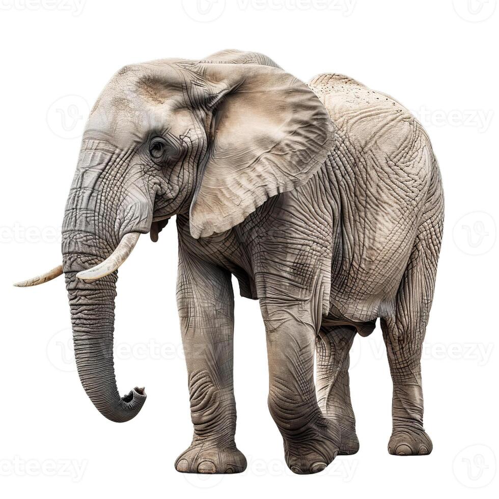Large african elephant standing on white background photo