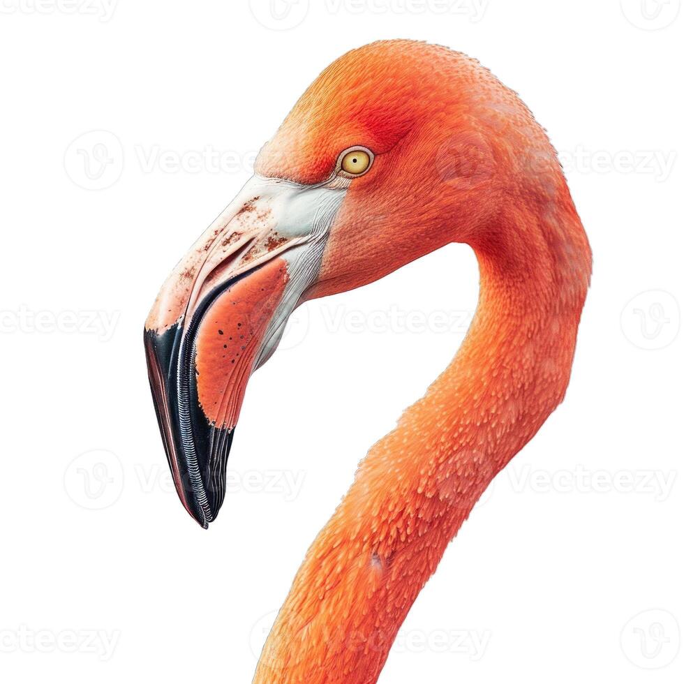 Close up of a pink flamingo posing on white background photo