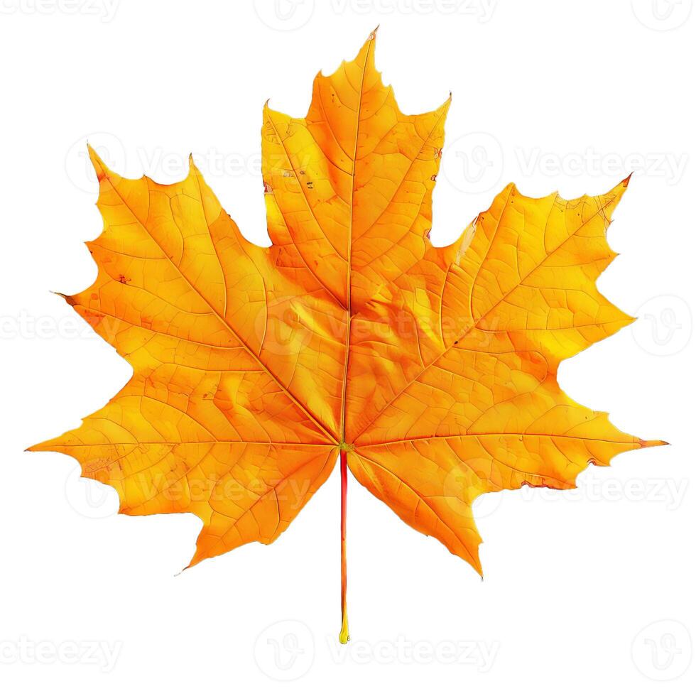Bright yellow maple leaf isolated on white background photo
