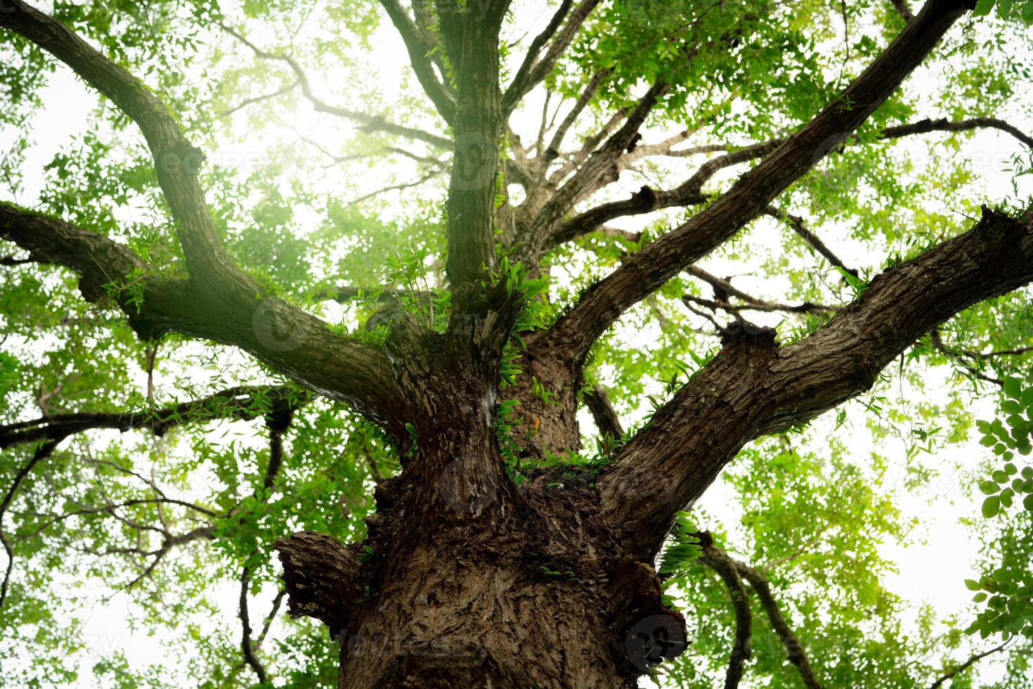 Old tree with branches in the forest, representing nature's carbon sequestration process. Tropical forest on summer day. Environmental sustainability and oxygen production in lush green ecosystem. photo