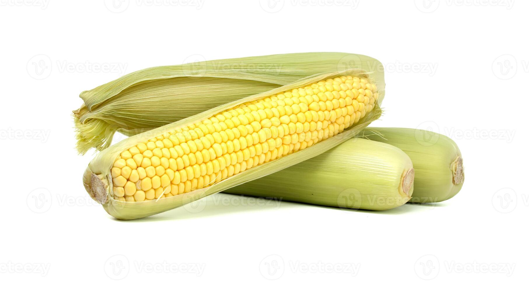 Fresh corn cobs displayed with husks and kernels isolated on white background photo