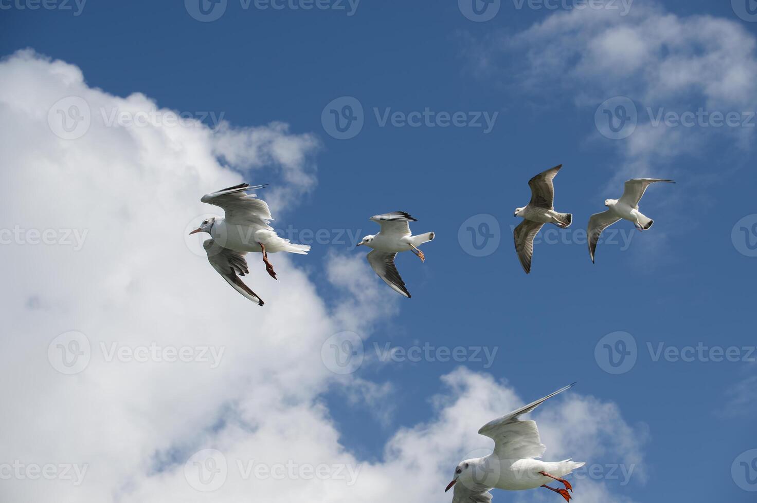 Seagulls soaring in clear blue sky with fluffy clouds, capturing a sense of freedom and peacefulness photo