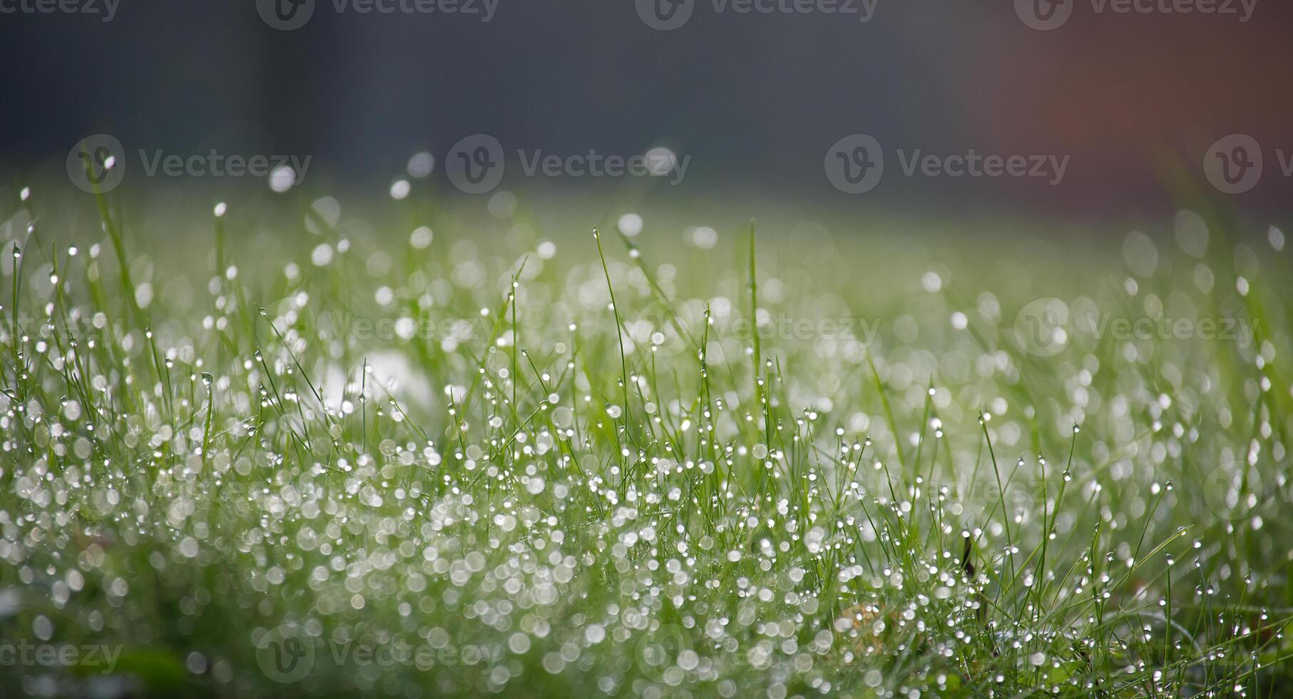 Morning dew on lush green grass with soft focus background, capturing the freshness and tranquility photo