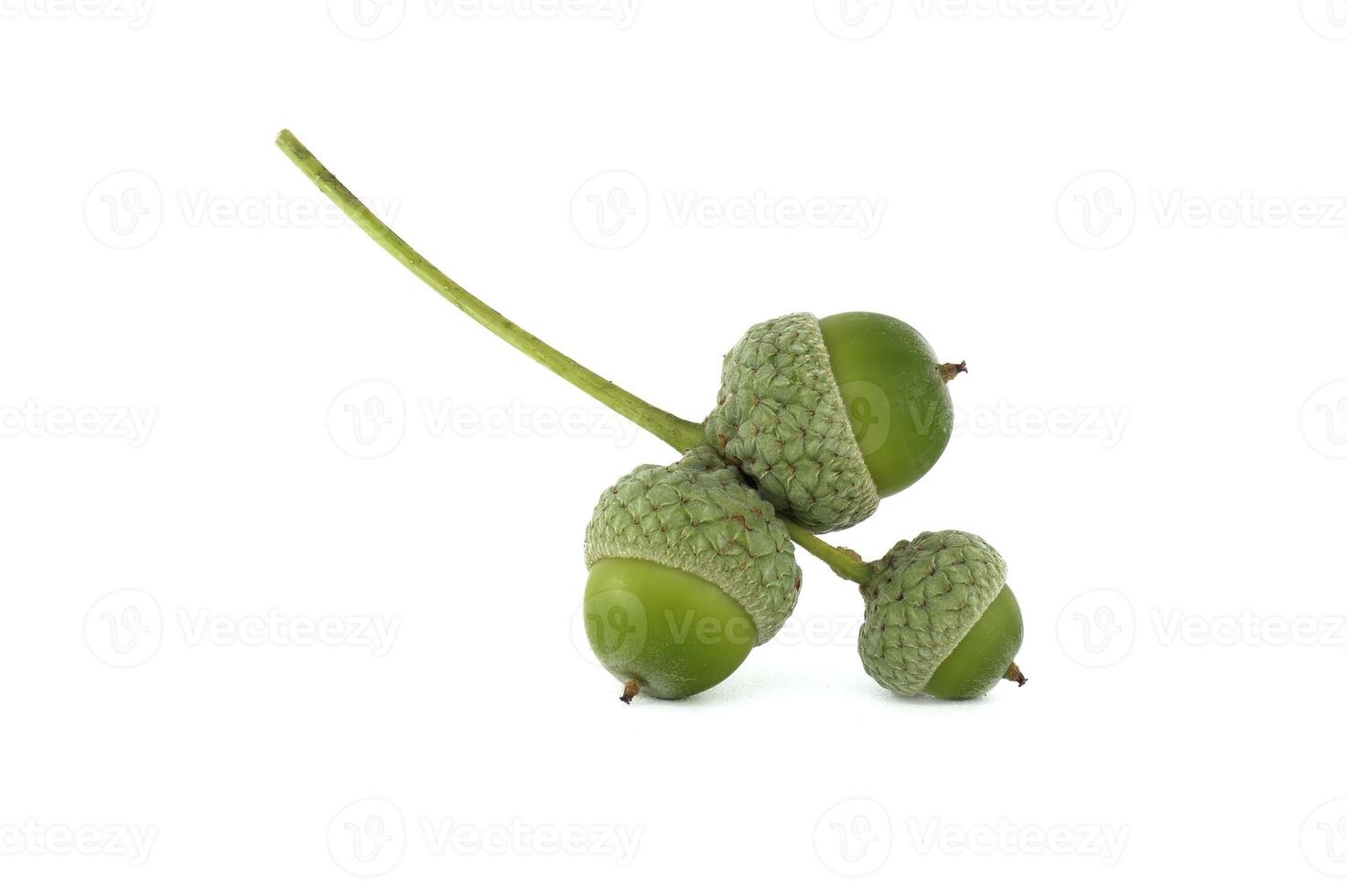 Close-up of green acorns with stems isolated on white background photo