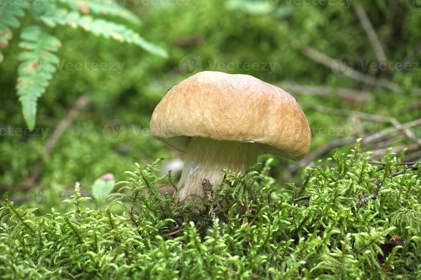 Boletus mushroom growing in a verdant forest setting, surrounded by vibrant green moss photo