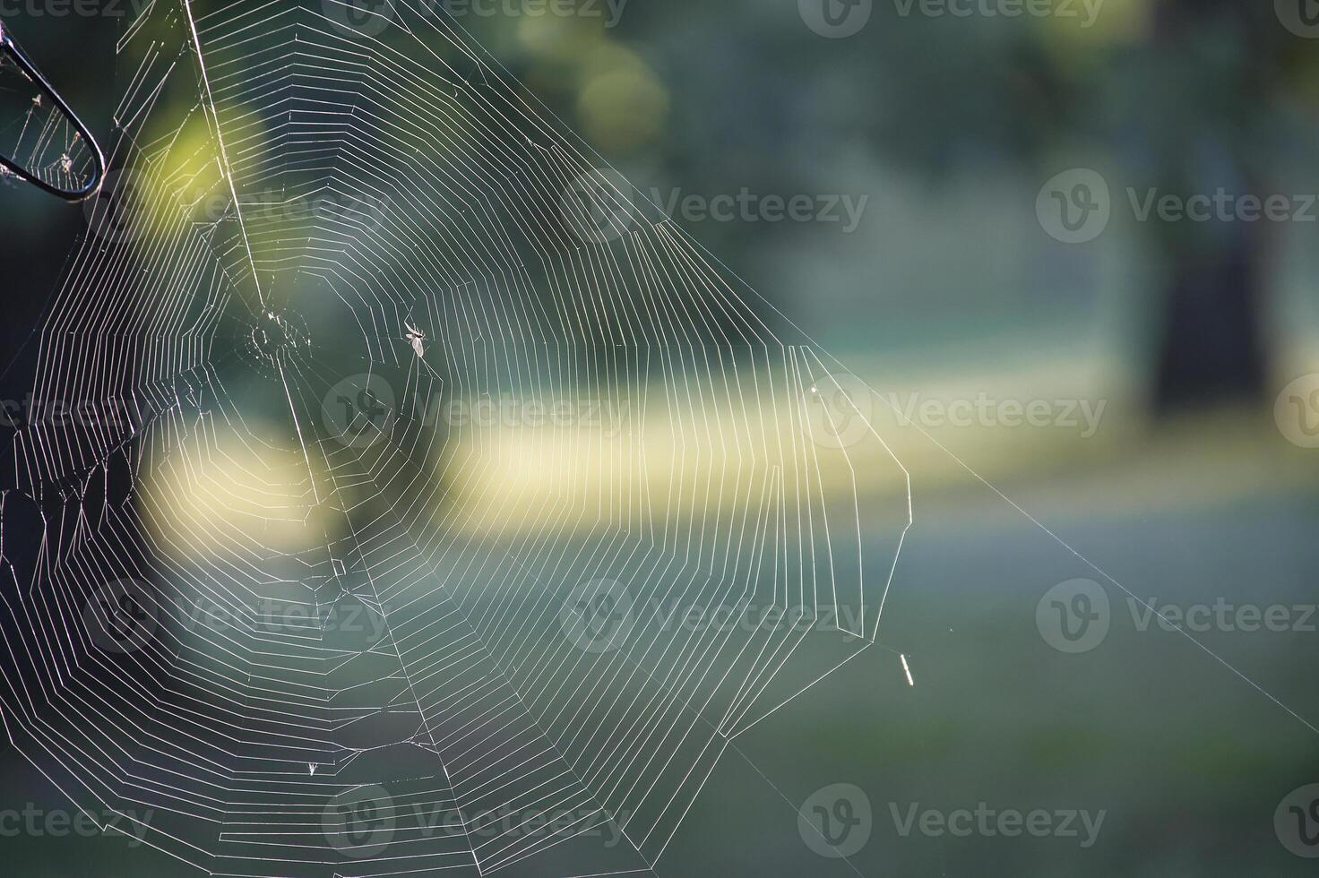 Detailed spider web in sunlight capturing the elegance of nature's architecture photo