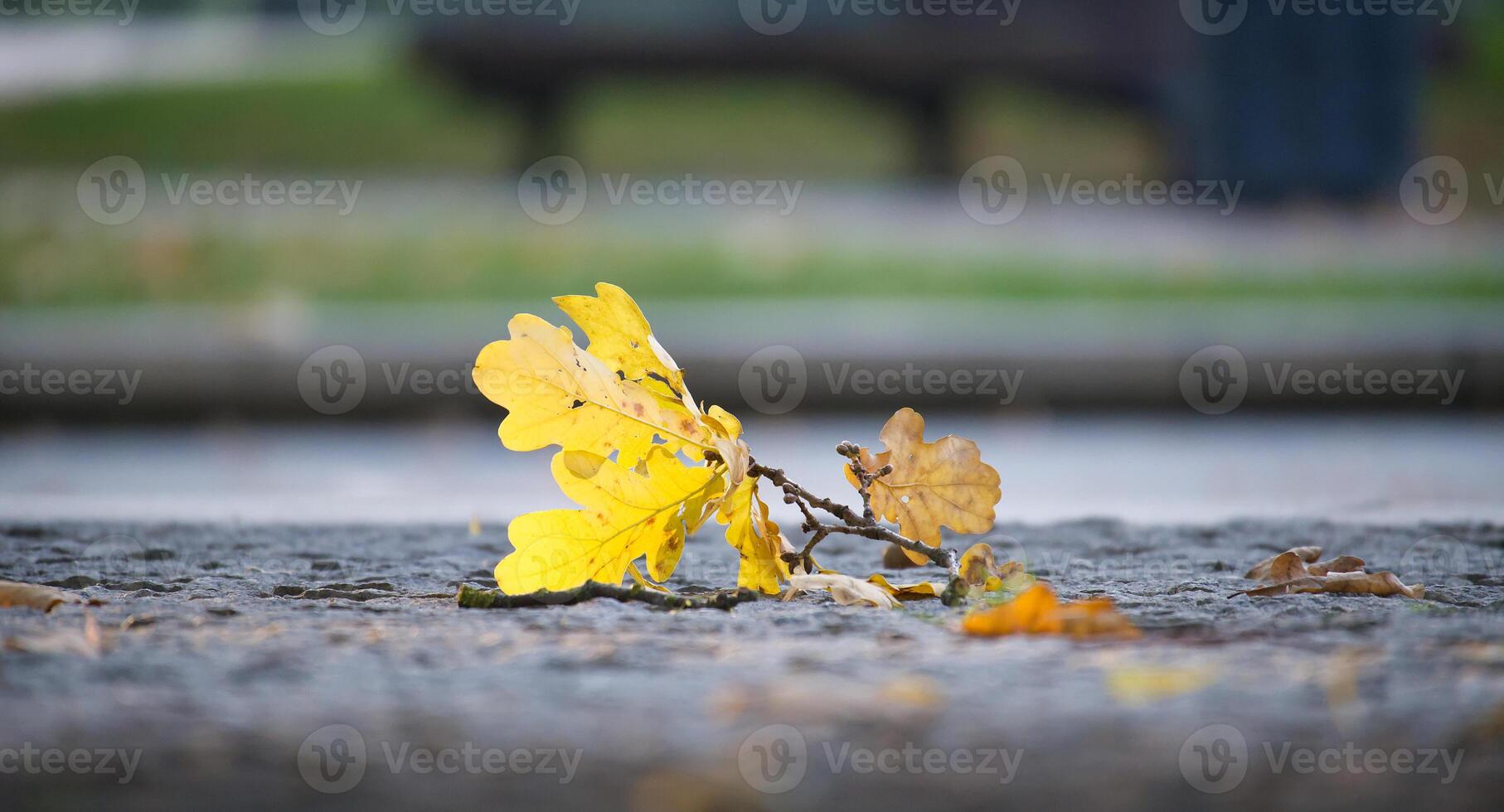 Yellow and brown autumn leaves lying on cobblestone street capturing the essence of fall photo