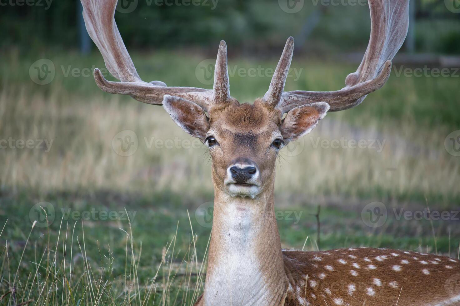 Resting deer in a grassy field with majestic antlers, calm nature scene photo