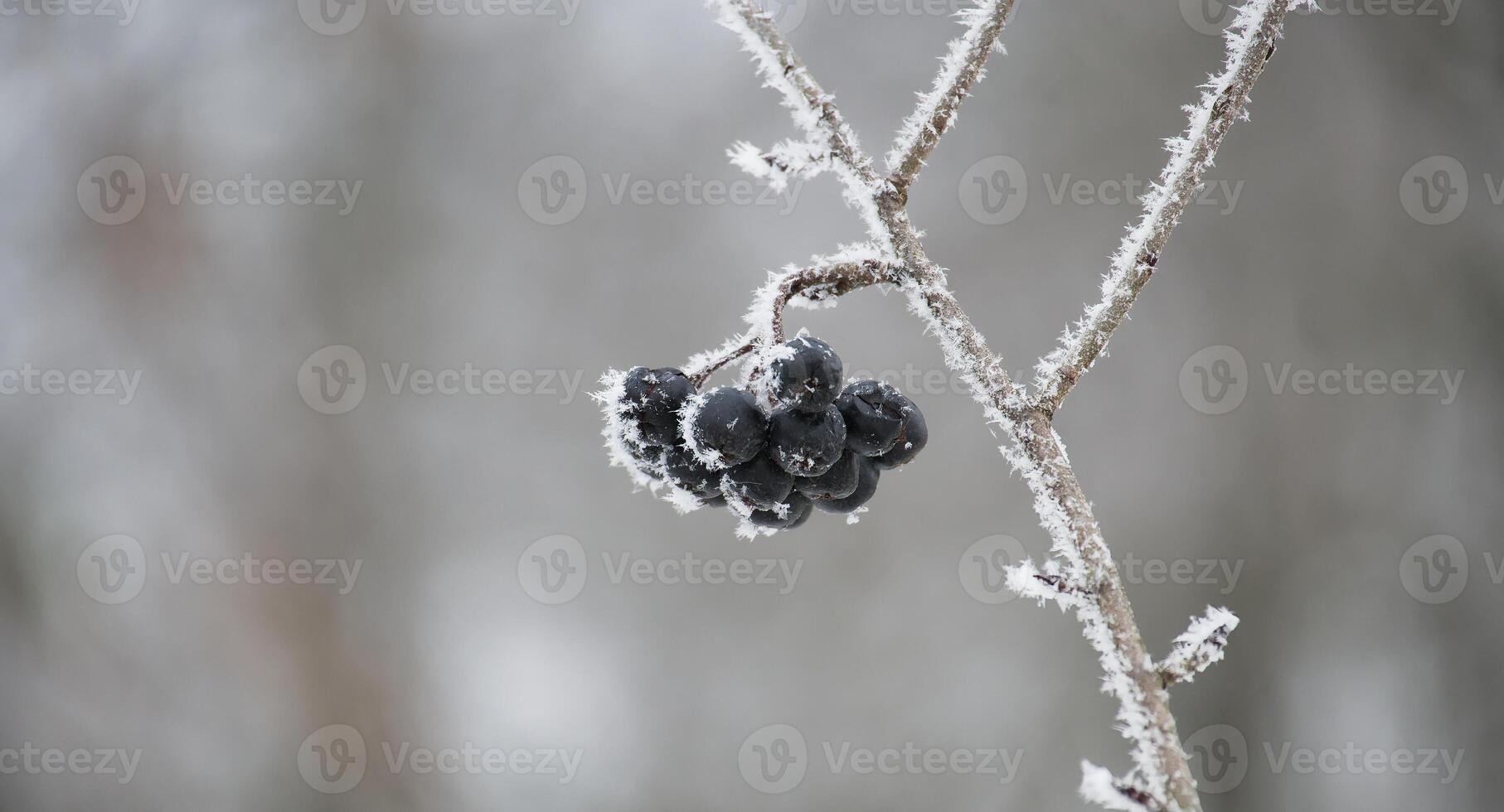 Close-up of frosty black aronia berries on a snow-covered branch in a winter landscape photo
