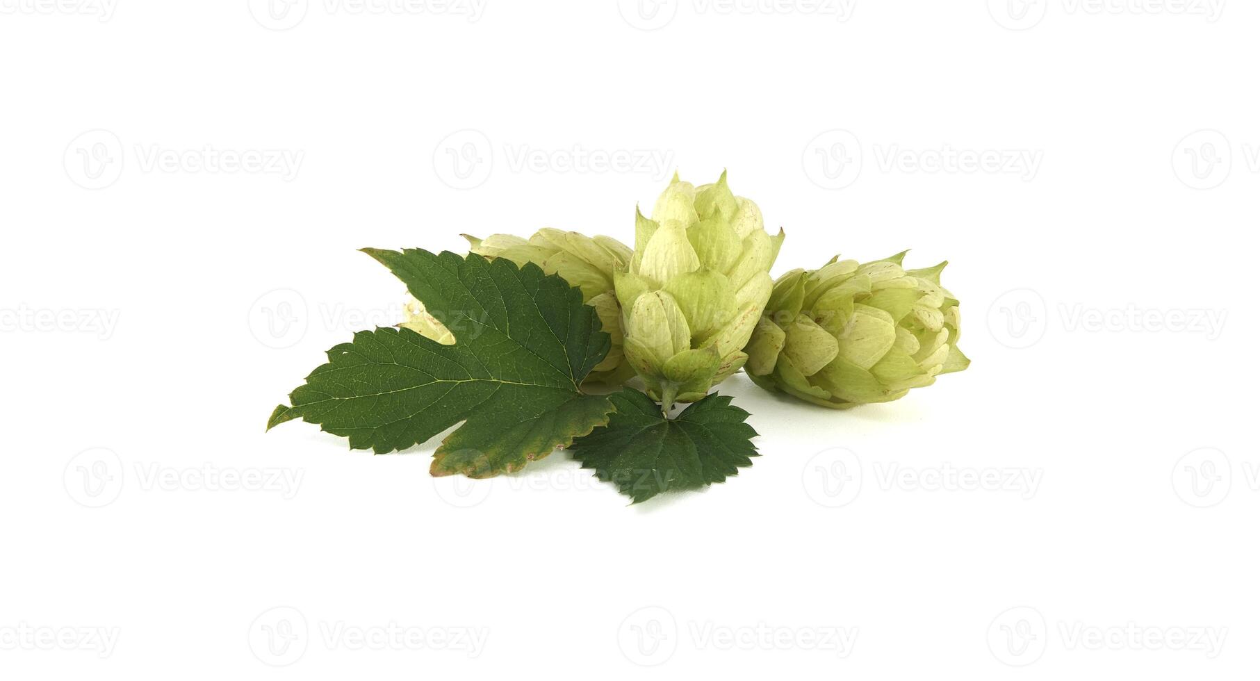 Fresh green hops with leaves isolated on white background photo