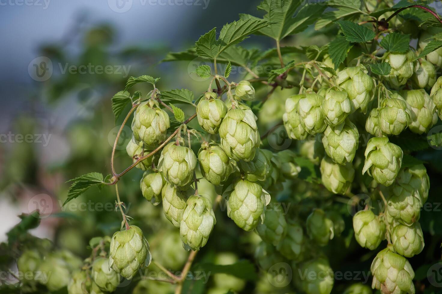 Close-up of fresh green hops growing on a vine in garden, perfect for brewing and agriculture themes photo