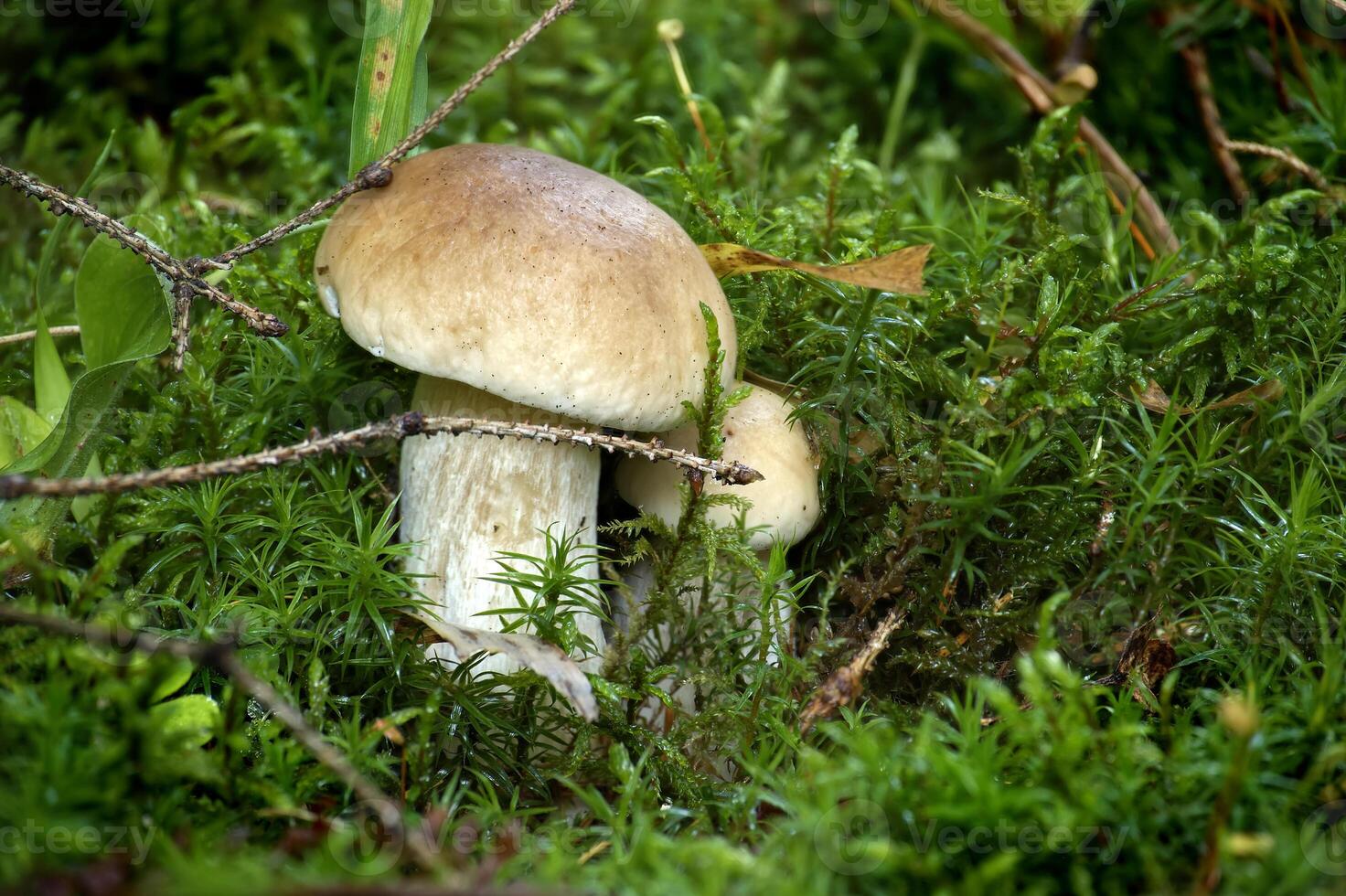 Wild boletus mushrooms nestled in dense green moss within a forest setting photo