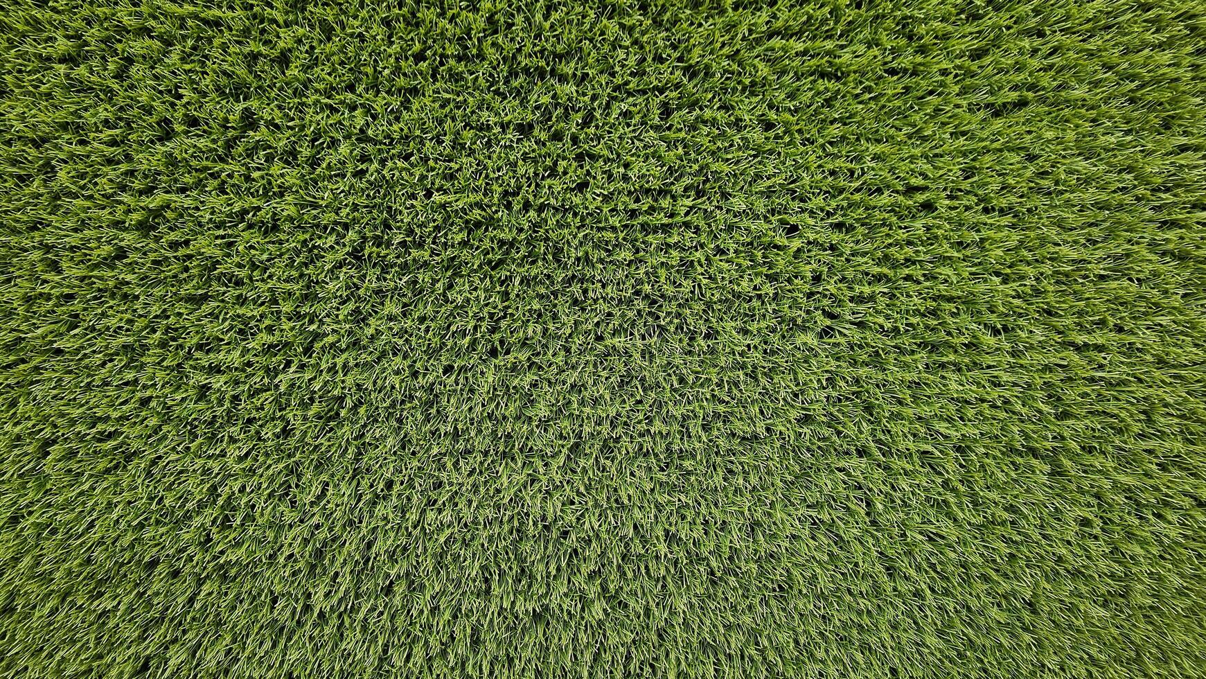 Green grass field for background. Lawn, Land, Surface, Natural wallpaper and Playing sport game area concept. Beauty of Nature. photo