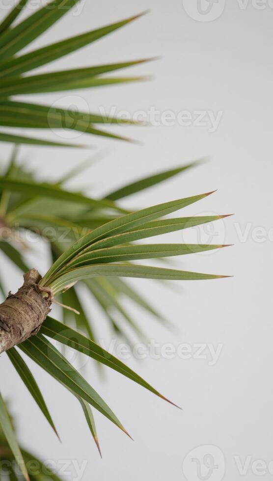 Isolated palm tree branch silhouette photo