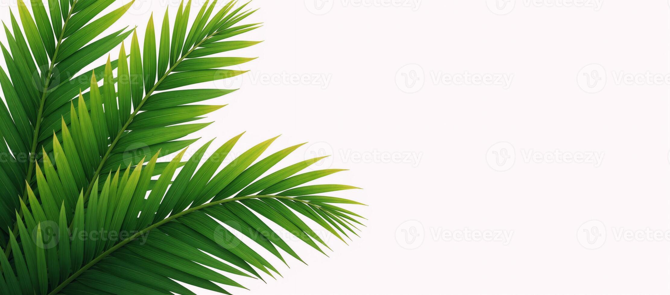 Illustrated palms with empty right half for textgraphics against a clean white backdrop photo