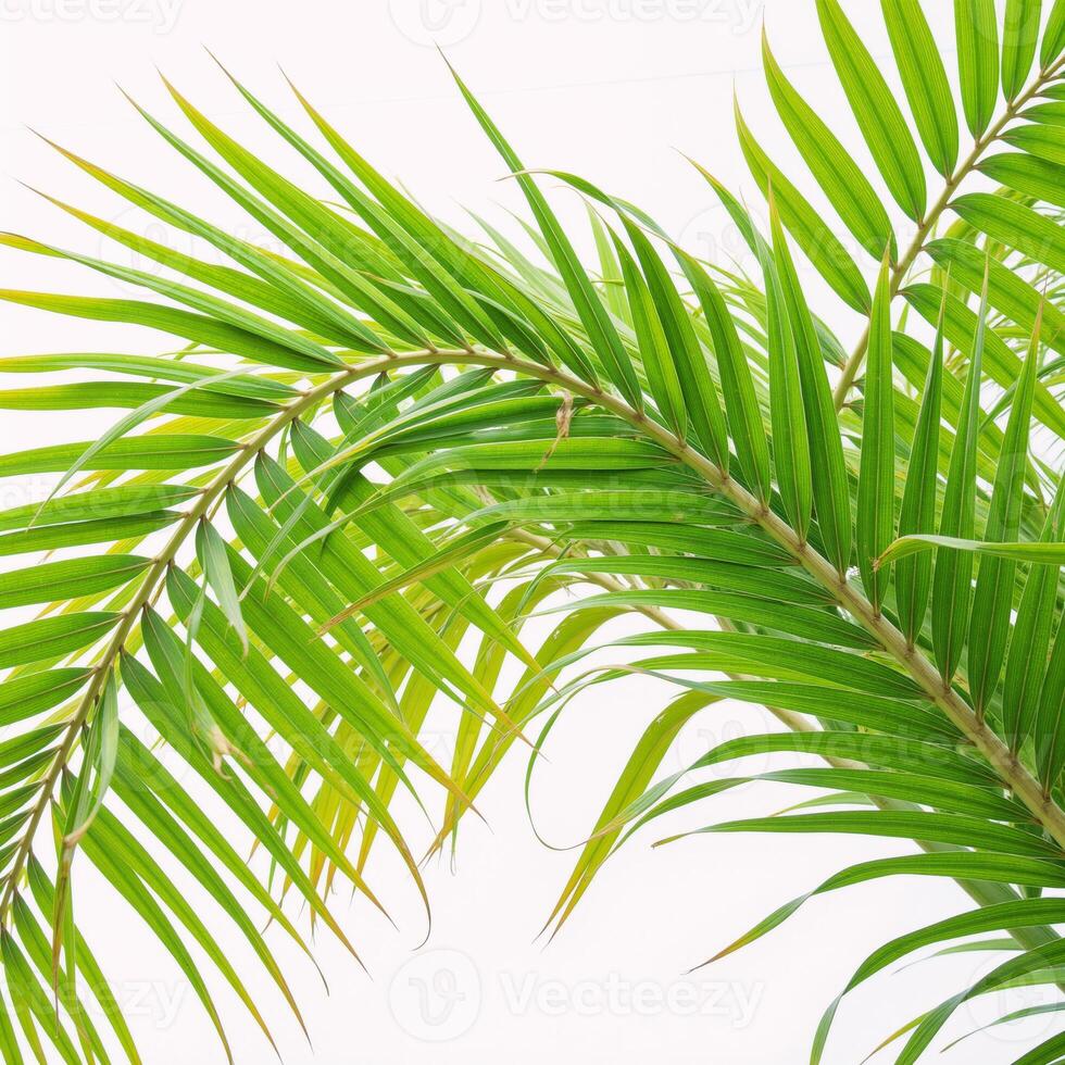 A closeup image featuring tropical greenery highlighting palm fronds against a vibrant backdrop of lush foliage Isolated Tropical Plant Branches photo